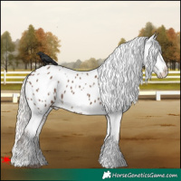 Horse Color:White Spotted Silver Black Appaloosa 