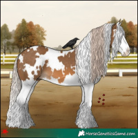 Horse Color:White Spotted Chocolate Palomino Splash