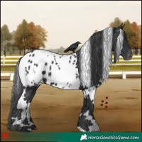 Horse Color:White Spotted Black Appaloosa