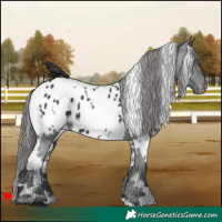 Horse Color:White Spotted Black Appaloosa