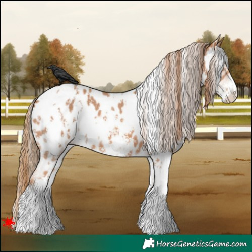 Horse Color:White Spotted Chestnut Sabino Near Leopard 