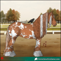 Horse Color:White Spotted Chestnut 