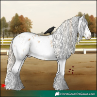 Horse Color:Palomino Sabino Appaloosa