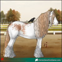 Horse Color:White Spotted Chestnut Sabino 