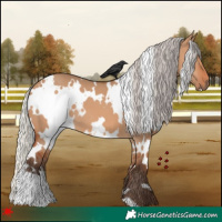 Horse Color:White Spotted Silver Bay Dun