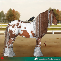 Horse Color:White Spotted Chestnut Appaloosa 