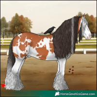 Horse Color:White Spotted Bay Splash