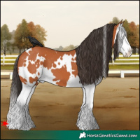 Horse Color:White Spotted Bay Splash 
