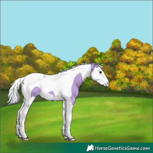 Horse Color:Watercolor Silver Grullo Splash Tobiano