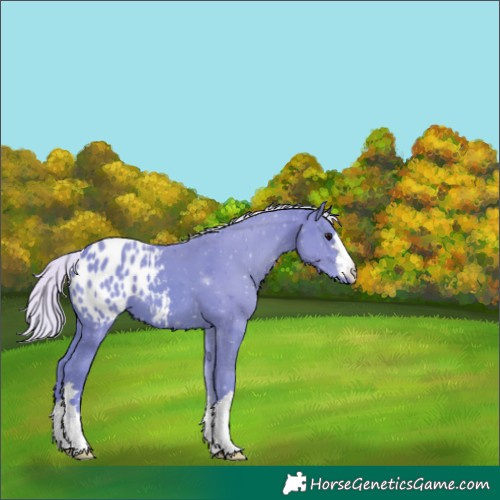 Horse Color:Unknown 