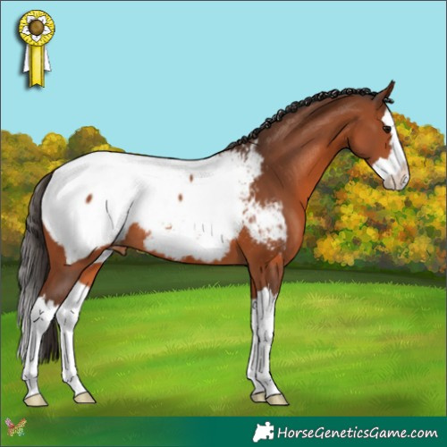 Horse Color:Bay Splash Appaloosa 