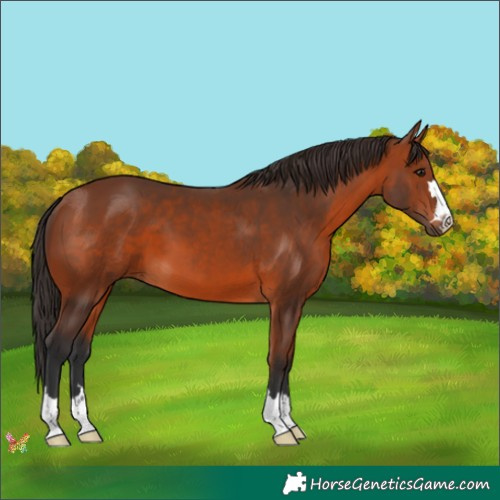Horse Color:Bay 