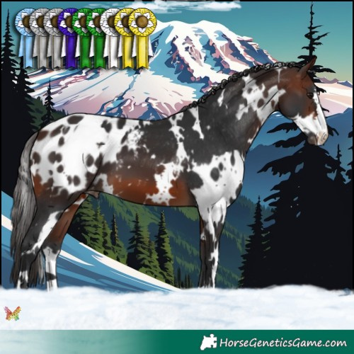 Horse Color:White Spotted Brown Appaloosa 