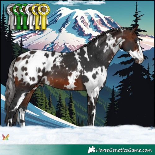 Horse Color:White Spotted Brown Appaloosa 