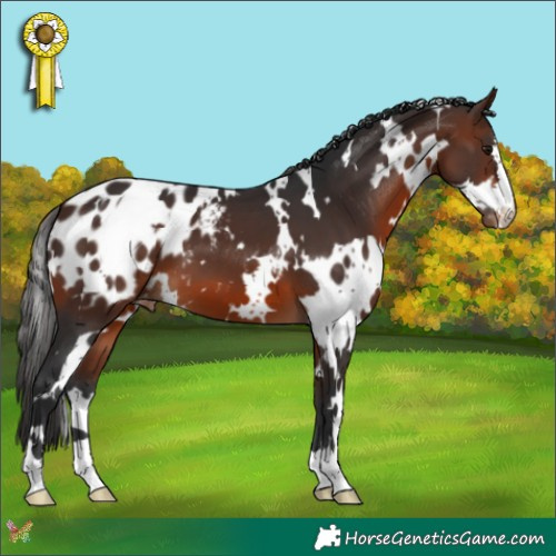 Horse Color:White Spotted Brown Appaloosa 