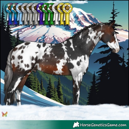 Horse Color:White Spotted Brown Blanket 