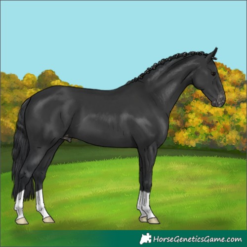 Horse Color:Black Varnish 
