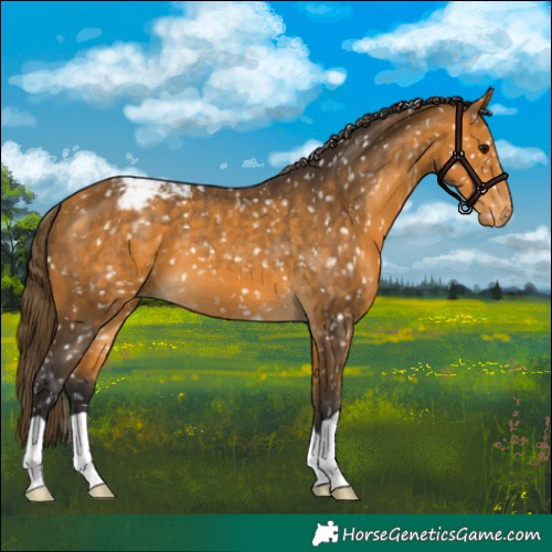 Horse Color:Buckskin Appaloosa