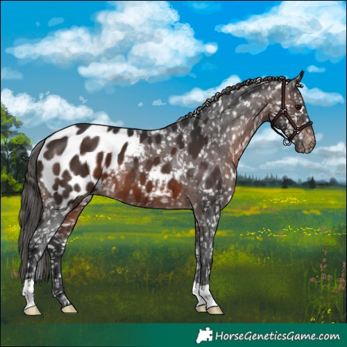 Horse Color:Brown Appaloosa 