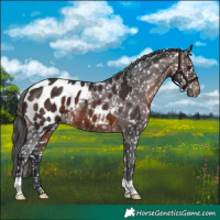 Horse Color:Brown Appaloosa