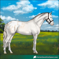 Horse Color:Perlino Appaloosa 