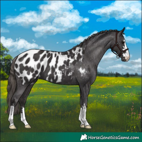 Horse Color:Smoky Black Appaloosa 