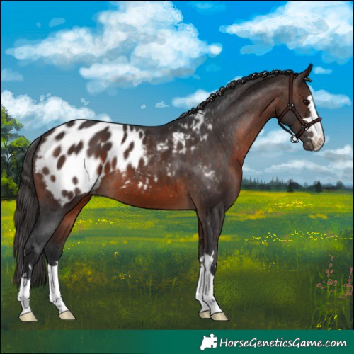 Horse Color:Brown Appaloosa 