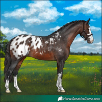 Horse Color:Brown Appaloosa
