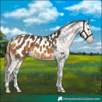Horse Color:Buckskin Appaloosa