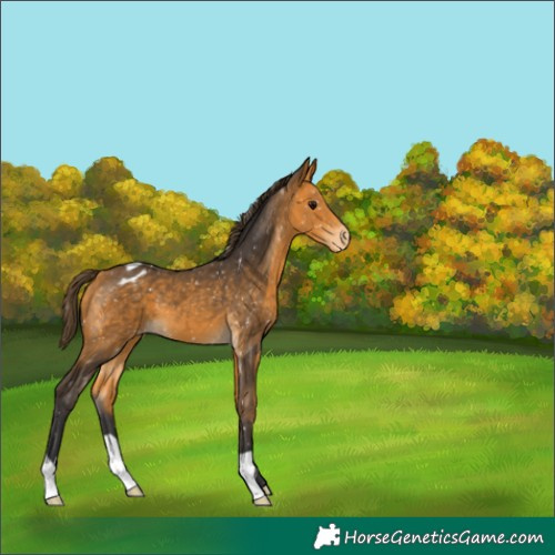 Horse Color:Buckskin Blanket 