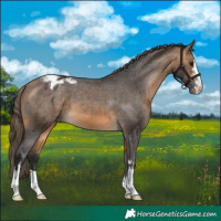 Horse Color:Buckskin Appaloosa
