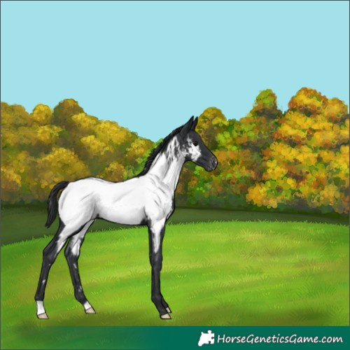 Horse Color:Black Appaloosa 
