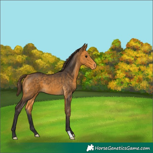 Horse Color:Buckskin Appaloosa 