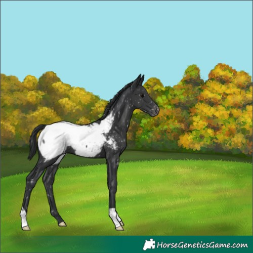 Horse Color:Black Near Fewspot 