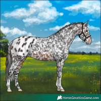 Horse Color:Brown Appaloosa
