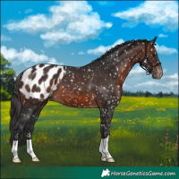 Horse Color:Brown Appaloosa 