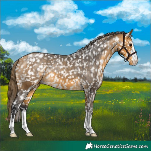 Horse Color:Buckskin Appaloosa
