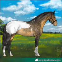 Horse Color:Buckskin Appaloosa Rabicano 