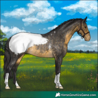 Horse Color:Buckskin Snowcap Rabicano 