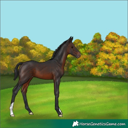 Horse Color:Brown Appaloosa 