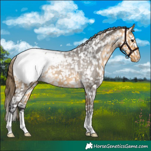 Horse Color:Buckskin Roan Snowcap