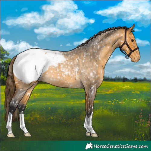 Horse Color:Buckskin Roan Appaloosa 