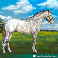 Horse Color:Buckskin Roan Snowcap 