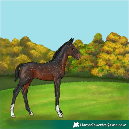 Horse Color:Brown Appaloosa 