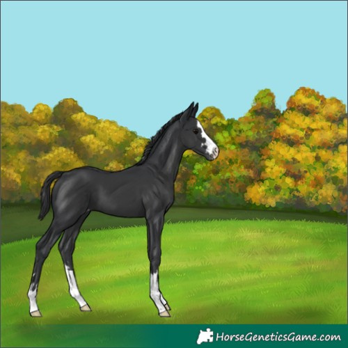 Horse Color:Black Appaloosa 