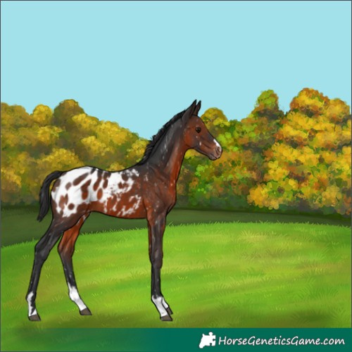 Horse Color:Brown Appaloosa 