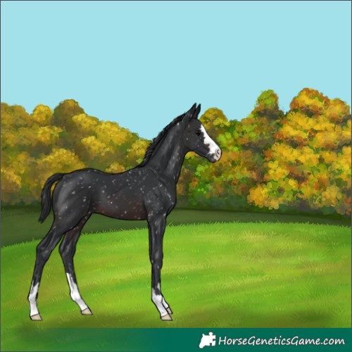 Horse Color:Brown Appaloosa 