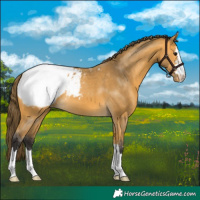 Horse Color:Buckskin Appaloosa
