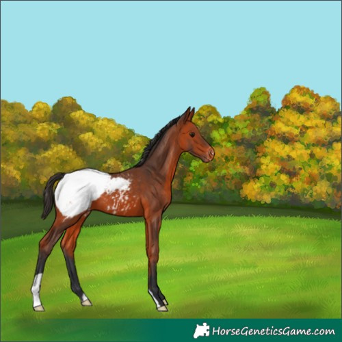 Horse Color:Bay Appaloosa 