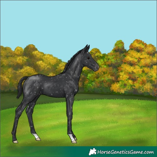 Horse Color:Black Appaloosa 